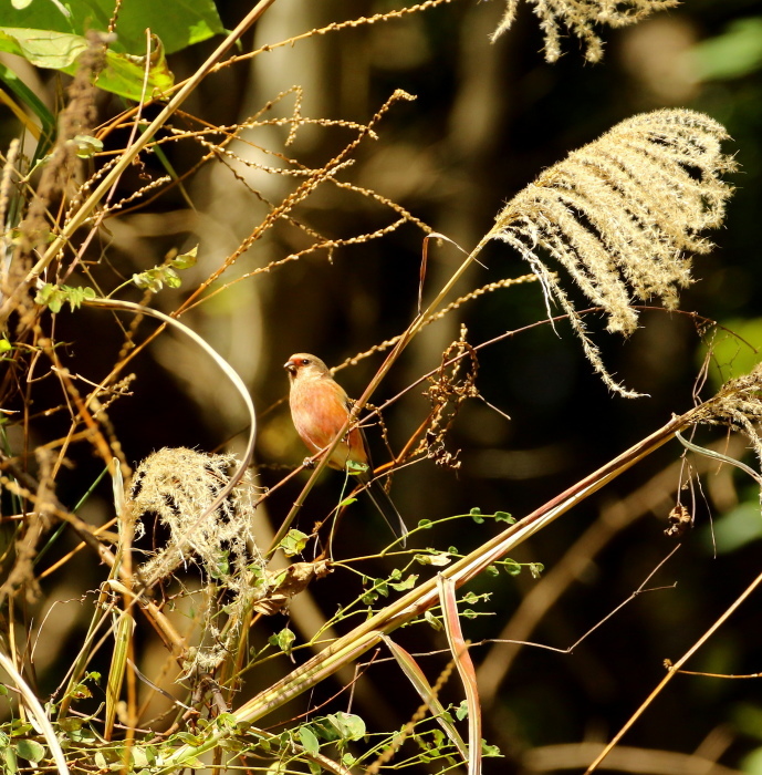 ベニマシコ：里山の小鳥２０１８_c0319902_07302525.jpg