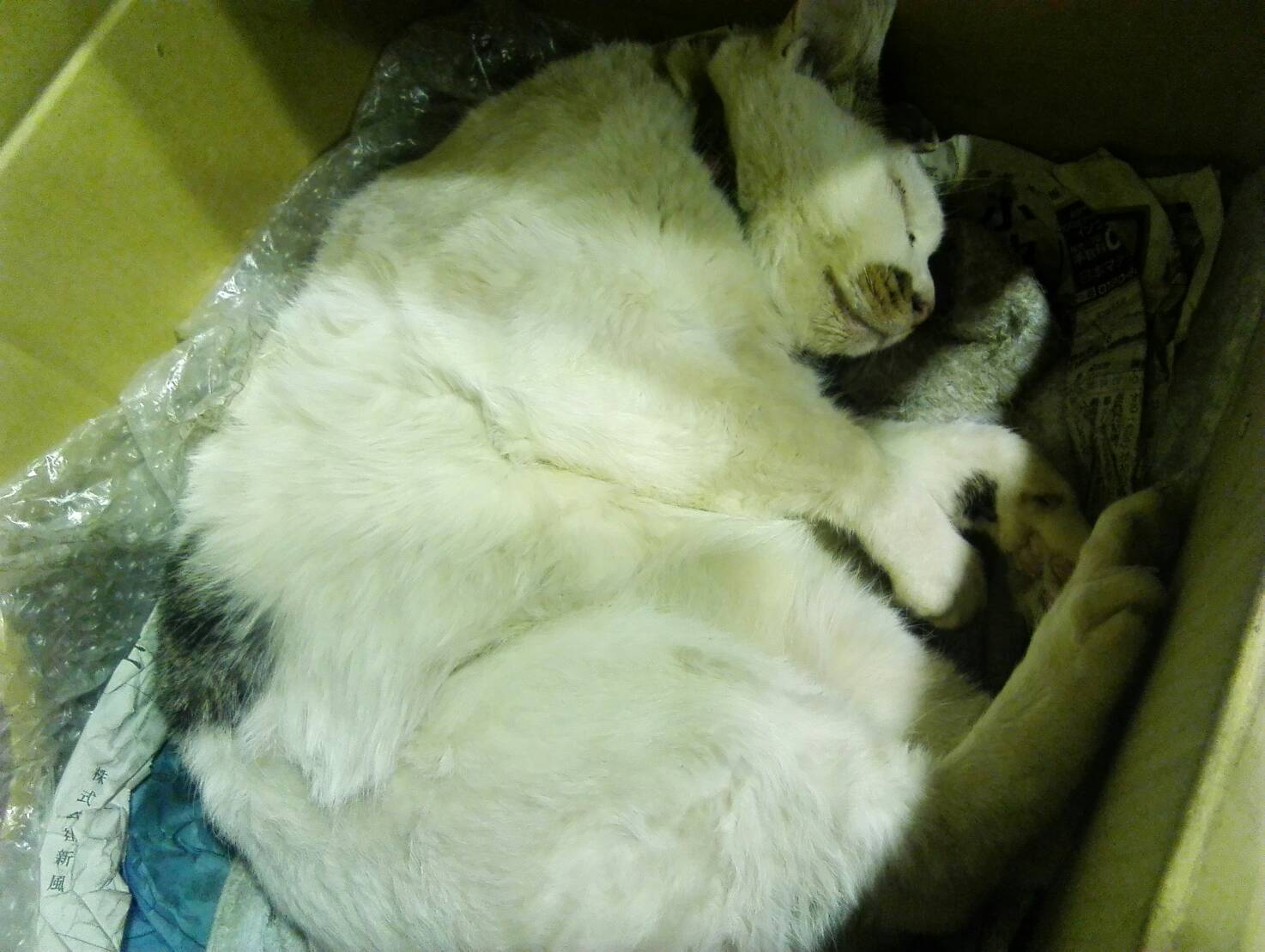 茨城で一番 ブサイクな猫では なくなりました 中古原付 販売 修理 の ヤマショ 茨城で一番 ブサイクな猫では なくなりました 中古原付 販売 修理 の ヤマショ