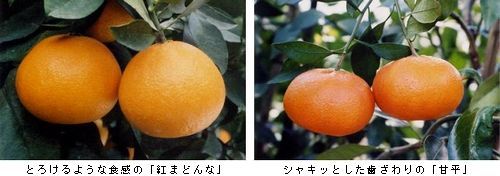 愛媛みかん新品種 紅マドンナ 甘平 愛媛48号 Art Bell By Tora