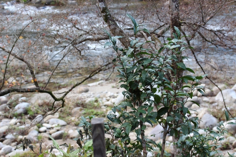 茶ＬＯＮ　（６０）_b0220318_09555048.jpg