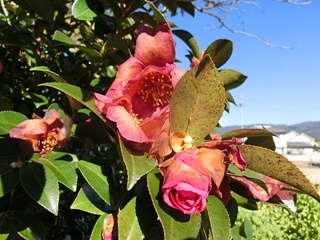 e0234924_11164906.jpg