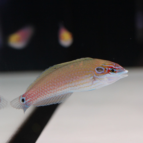 海水魚アップとpaypayキャンペーン。_d0221436_00123152.jpg