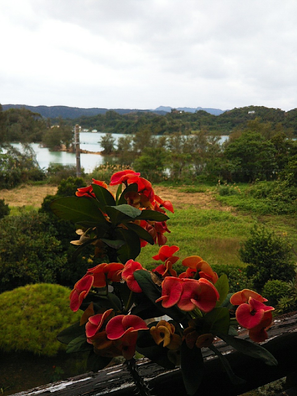 花季 はなごよみ 沖縄県名護市 屋我地島 なんくるないさ ワンッ にゃん