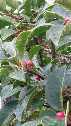 f0256164_11312563.jpg