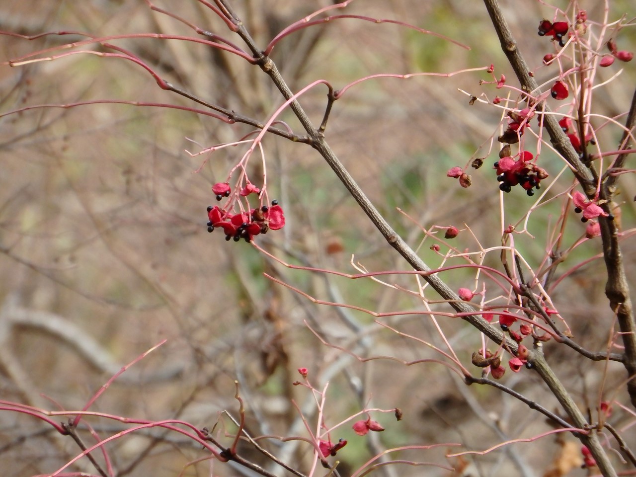 『ふれあいの森の木の実・草の実～』_d0054276_2037022.jpg