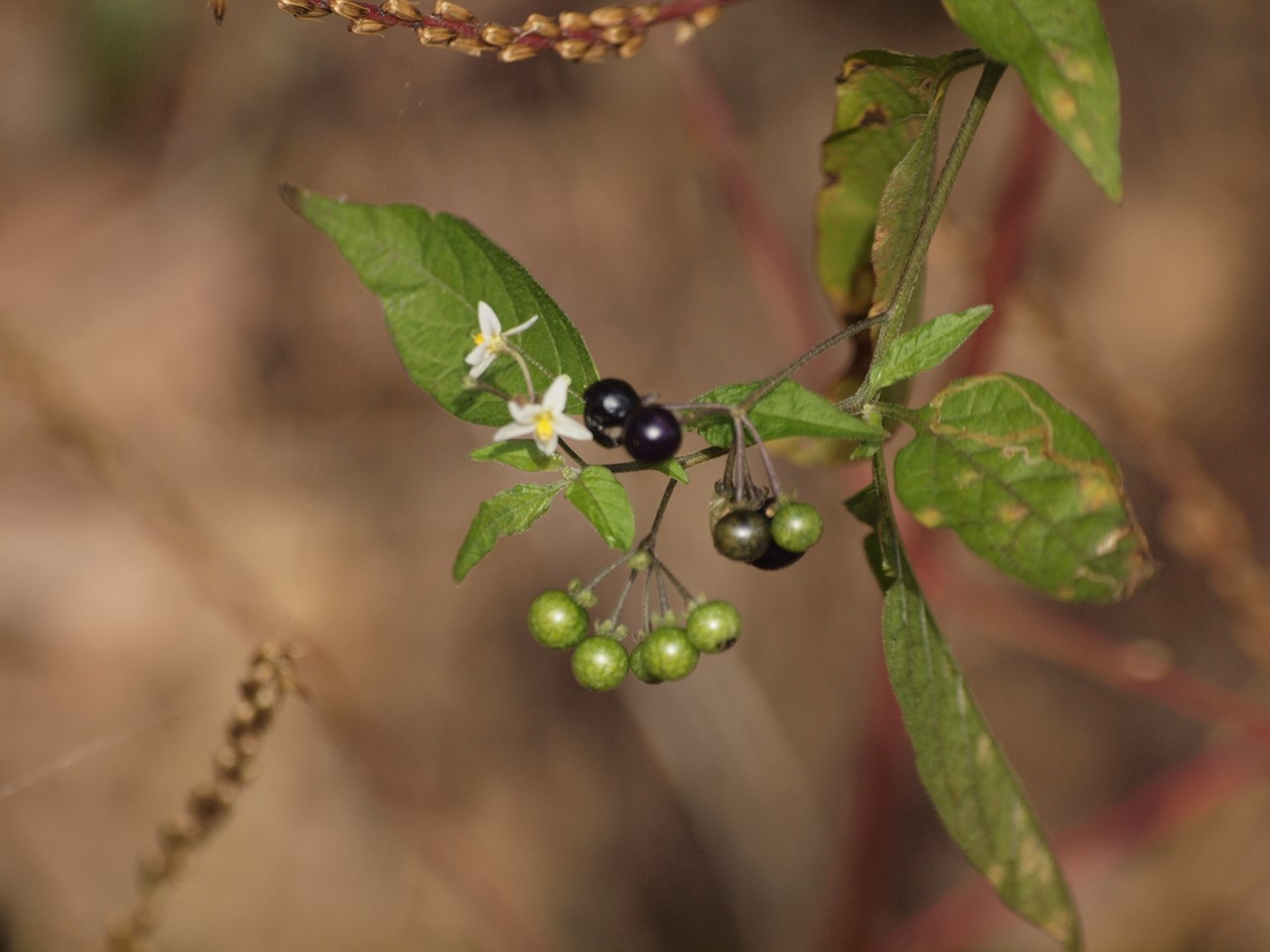 『ふれあいの森の木の実・草の実～』_d0054276_20373420.jpg