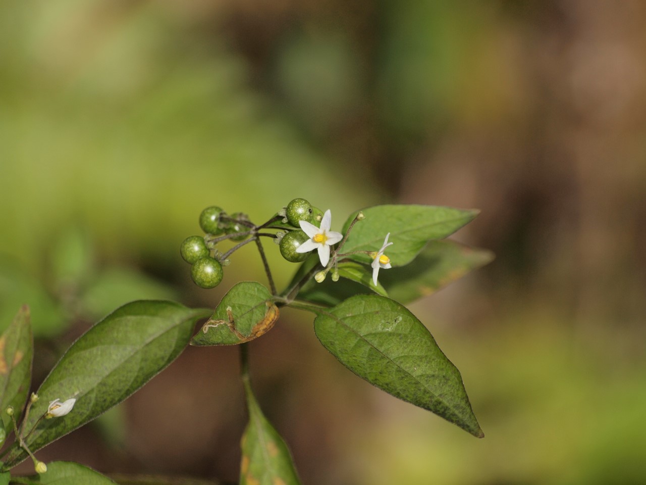 『ふれあいの森の木の実・草の実～』_d0054276_20374817.jpg