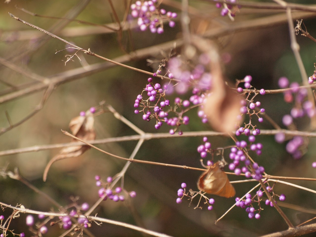 『ふれあいの森の木の実・草の実～』_d0054276_2039430.jpg