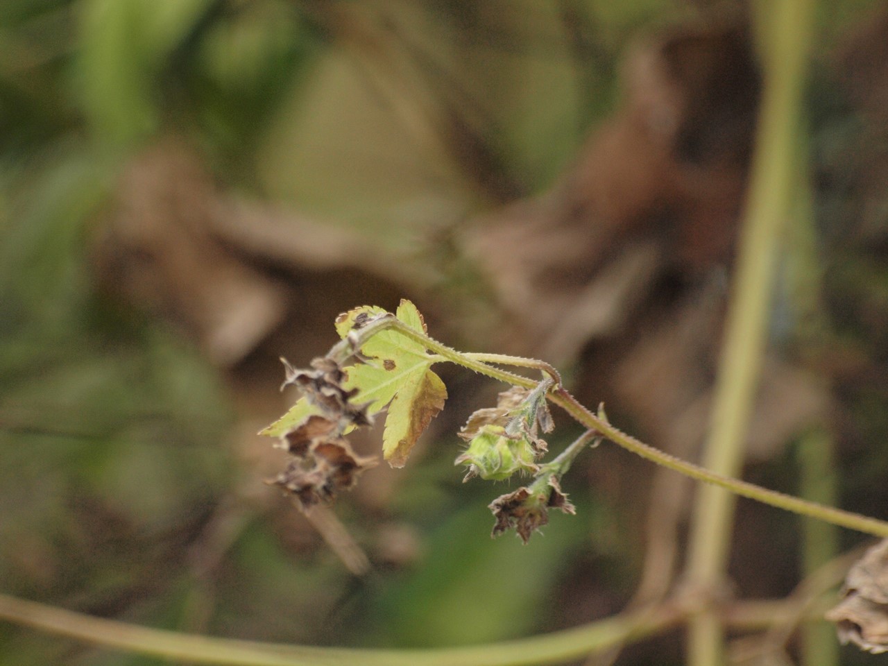 『ふれあいの森の木の実・草の実～』_d0054276_2042102.jpg