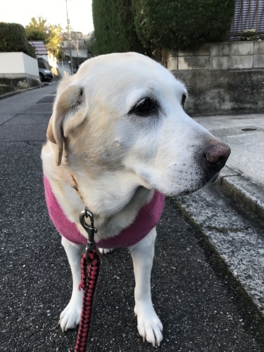 f0315081_21205417.jpeg