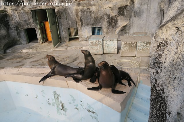 ２０１８年１２月　とべ動物園　その２_a0052986_23212626.jpg