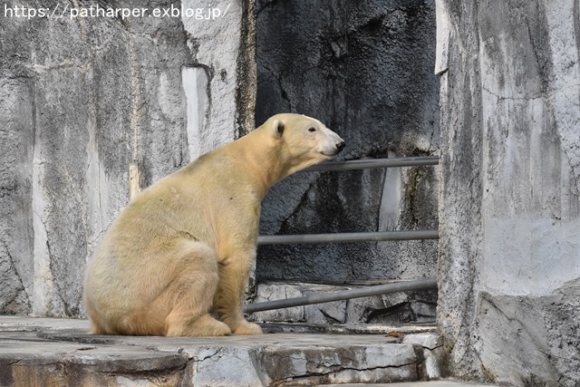 ２０１８年１２月　とべ動物園　その２_a0052986_23223519.jpg