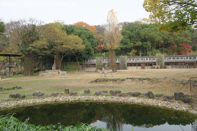 ２０１８年１２月　とべ動物園　その２_a0052986_2335118.jpg