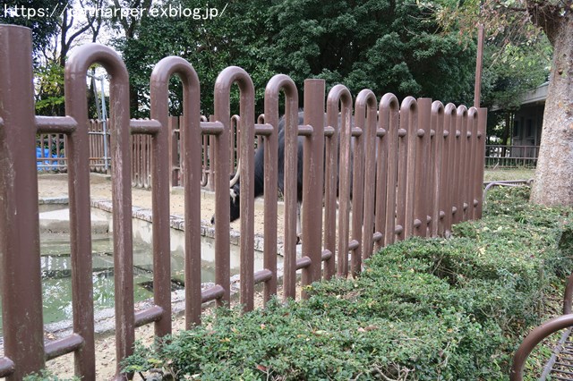 ２０１８年１２月　とべ動物園　その２_a0052986_23395280.jpg