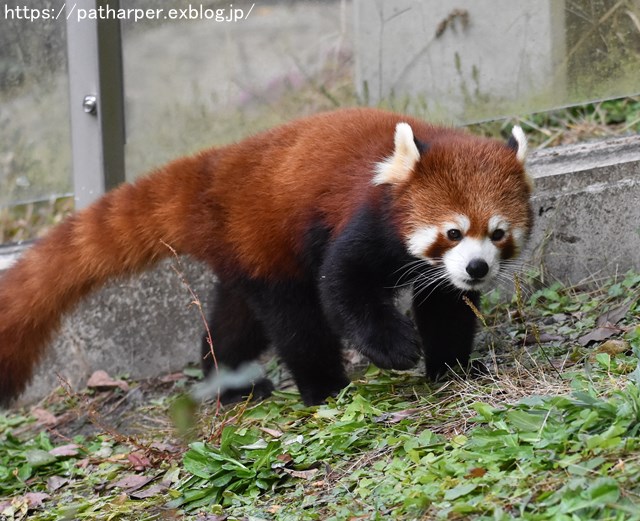 ２０１８年１２月　とべ動物園　その３_a0052986_23583279.jpg