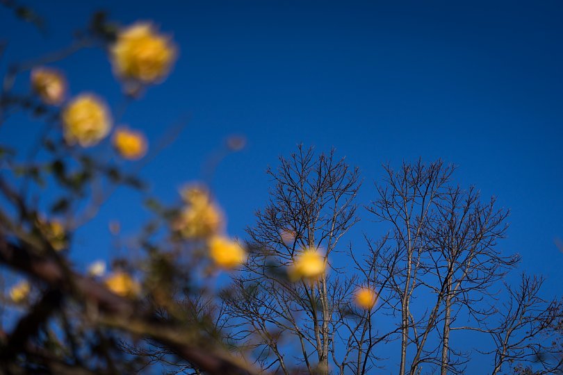 12月の薔薇_d0353489_19592378.jpg