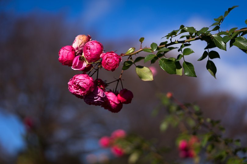 12月の薔薇_d0353489_20000207.jpg