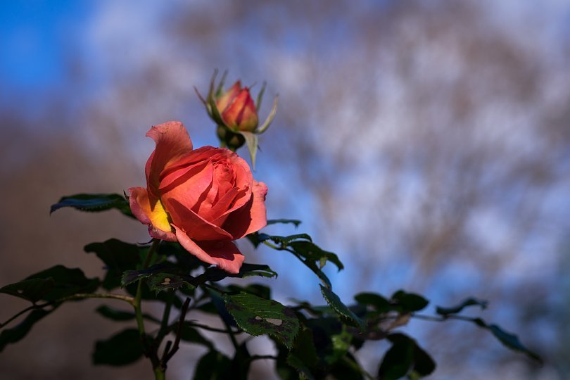 12月の薔薇_d0353489_20002325.jpg