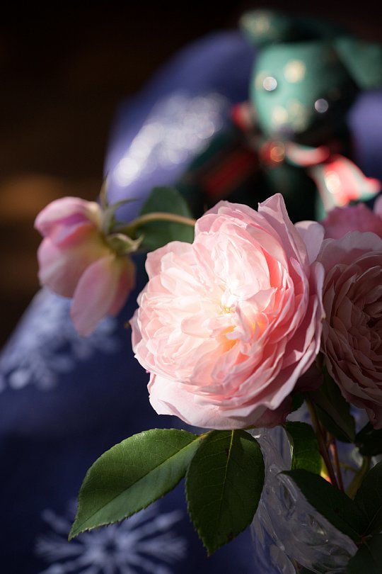 12月の薔薇_d0353489_20003208.jpg