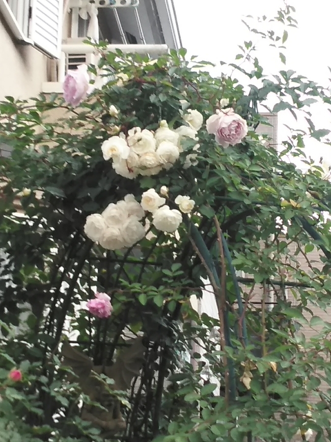 今日は移動動物園　その１_b0331802_20481362.jpg