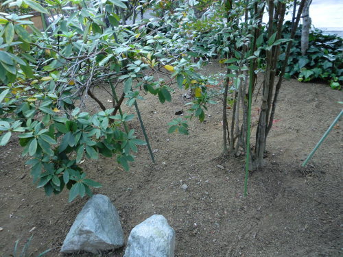 e0190625_06455790.jpg