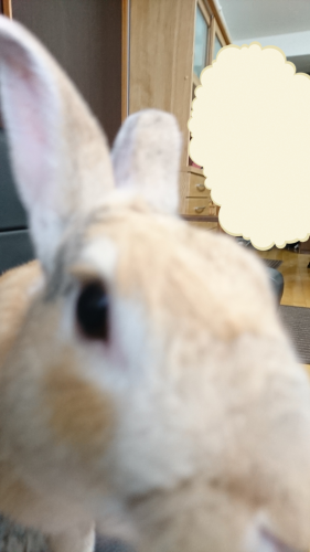 c0365930_11465137.png