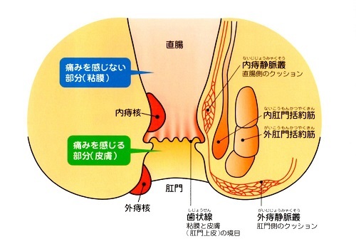 お尻にウサギのシッポが生えました。〜クスリを治癒の突破口にする。〜_d0315734_23071209.jpg