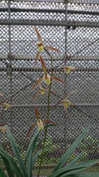 対馬寒蘭 2018 寒蘭 : 蘭万園日記