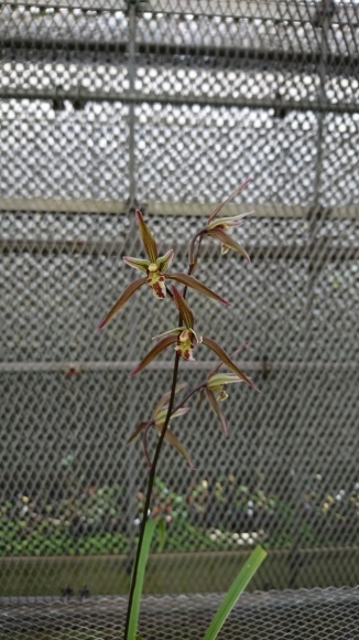 対馬寒蘭 2018 寒蘭 : 蘭万園日記