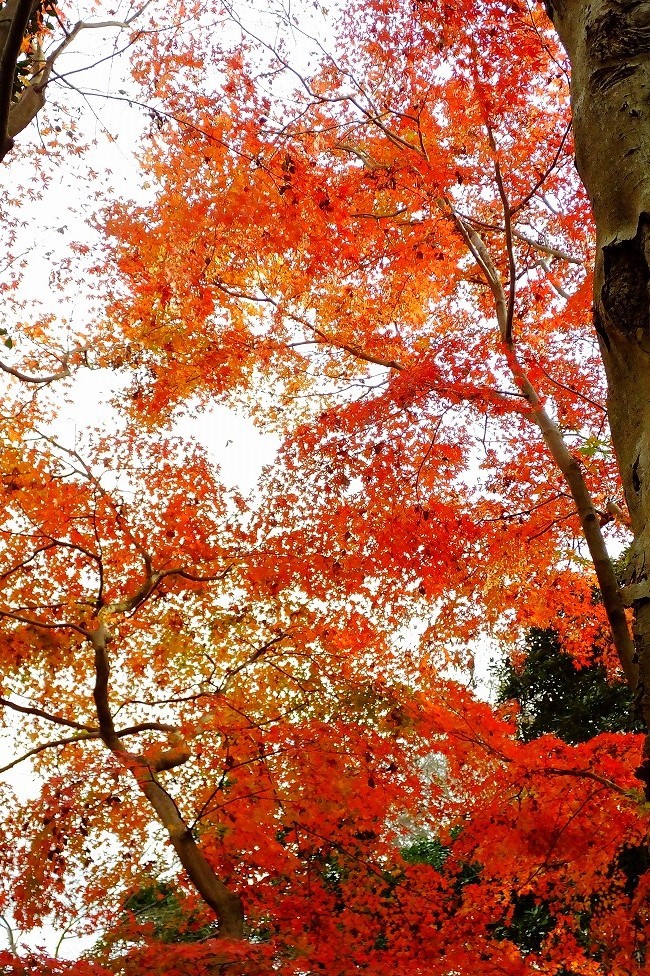 城址公園の空堀の紅葉　_b0236251_22413488.jpg