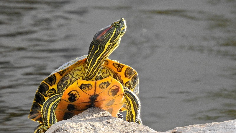 ミシシッピアカミミガメ Qu Est Ce Que C Est