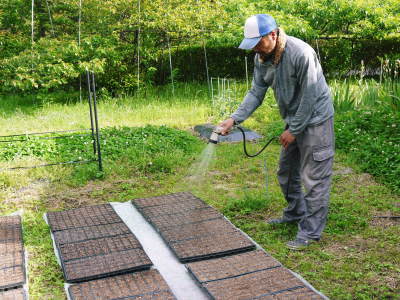 えごま油、焙煎えごま粒(熊本県菊池水源産)ができるまで!その1:種まきから花咲く頃まで_a0254656_17475419.jpg