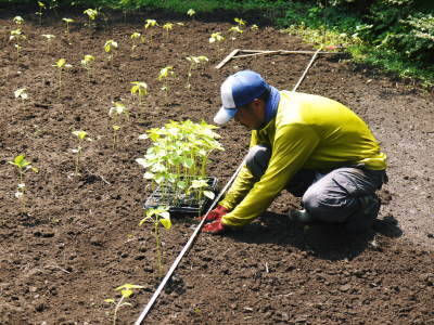 えごま油、焙煎えごま粒(熊本県菊池水源産)ができるまで!その1:種まきから花咲く頃まで_a0254656_18011940.jpg