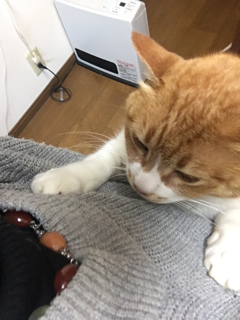 やたらとひっつく猫_f0363168_08475924.png