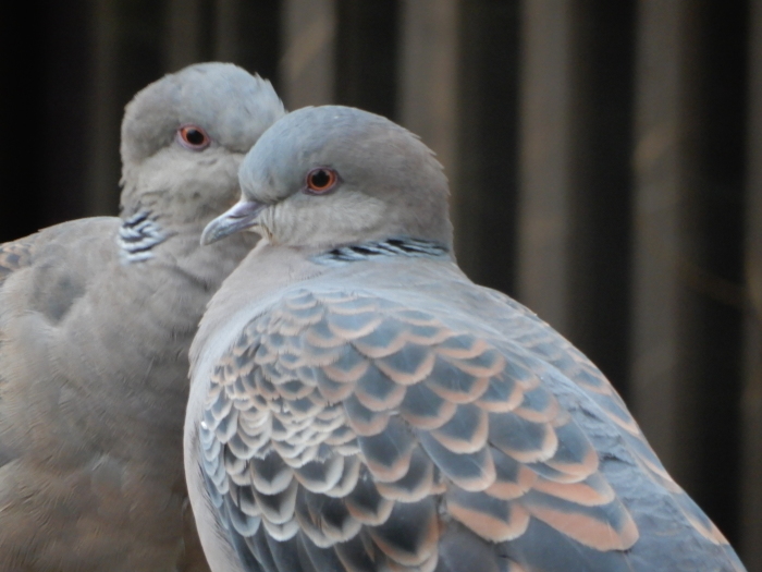 鳩の気持ち　　　_c0143772_16341096.jpg