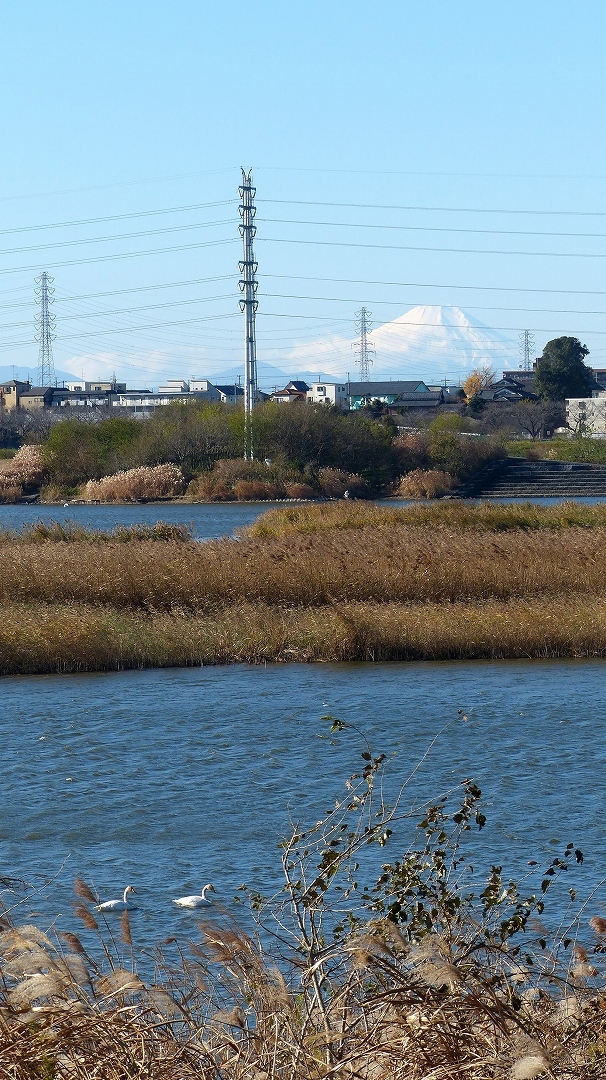 大白鳥に逢いたくて　【 2018　12/14（金) 】_a0185081_13223557.jpg