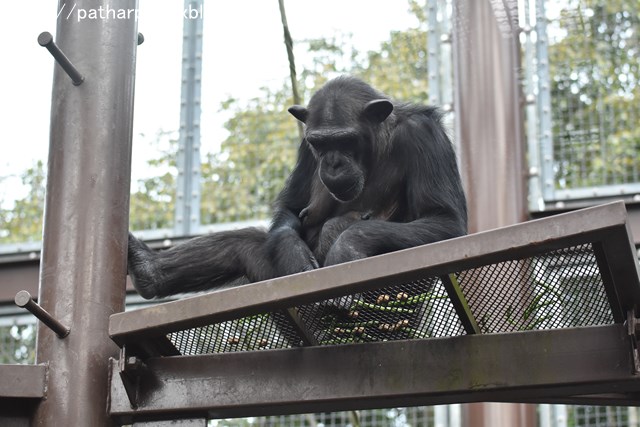 ２０１８年１２月　とべ動物園　その３_a0052986_0272098.jpg