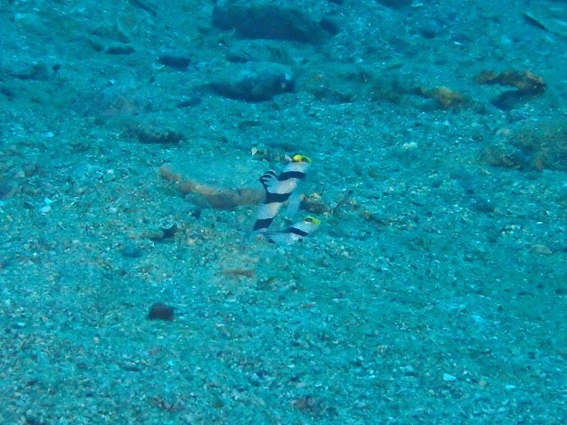 e0115199_13474836.jpg