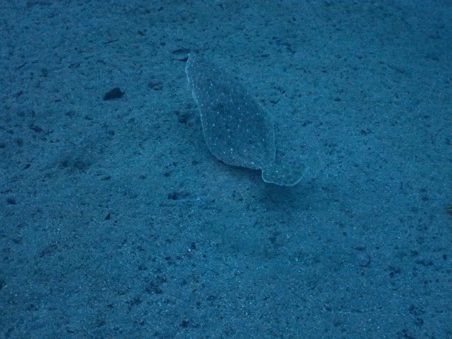 e0115199_13485944.jpg