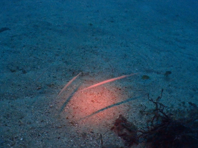 e0115199_13531785.jpg