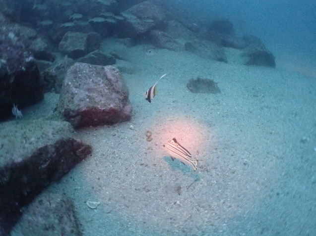 e0115199_13550503.jpg
