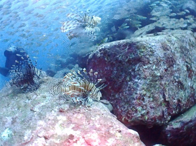 e0115199_13563915.jpg