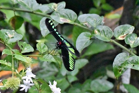 アカエリトリバネアゲハ : 花蝶風月
