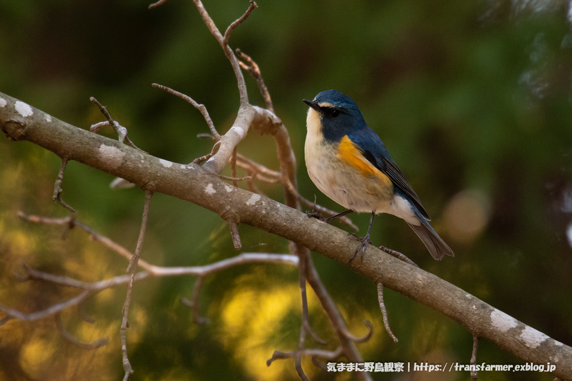 今日の青い鳥_f0390330_18230254.jpg