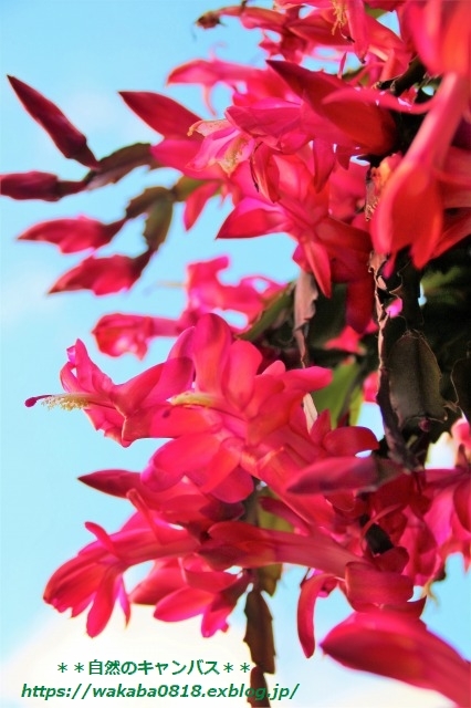 e0052135_23030110.jpg