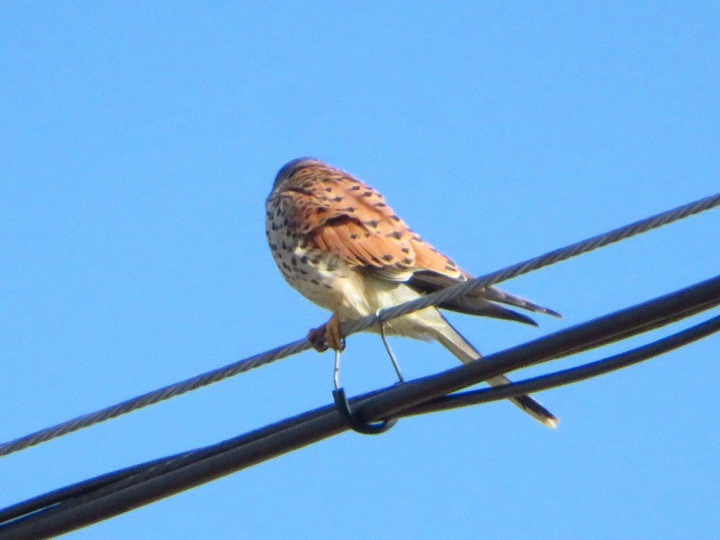 a0018655_10004985.jpg