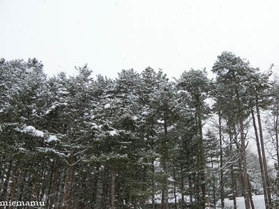 d0340565_19400165.jpg