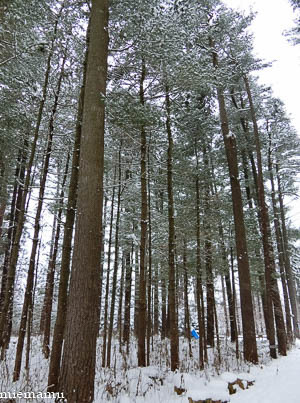 雪の日のストローブ松～12月の旭川_d0340565_19401443.jpg