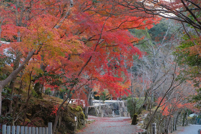 神峰山寺 紅葉18 写真部 神峰山寺 紅葉18 写真部