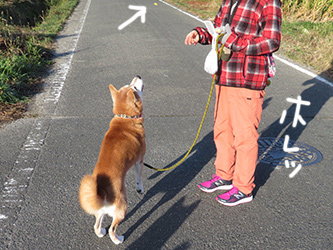 元保護犬の噛みのハナシ 柴と徒然日記 元保護犬の噛みのハナシ 柴と徒然日記